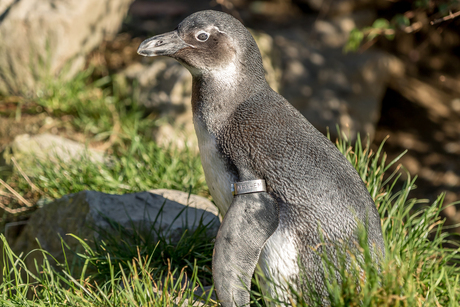 Pinguin - Burgers zoo