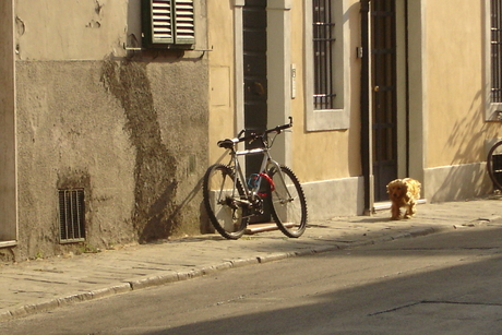 What if a dog meets a bike ?
