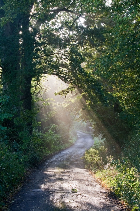 herfst in de ardennen