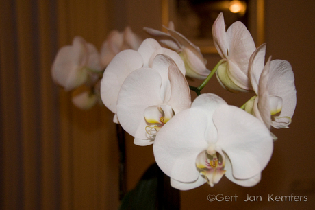 de bloemen op tafel