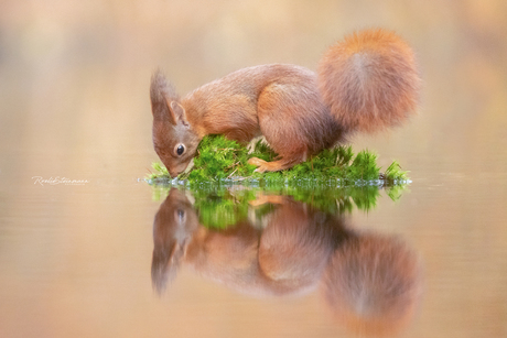 Spiegeltje, spiegeltje