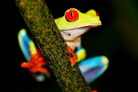 Red Eyed Three frog