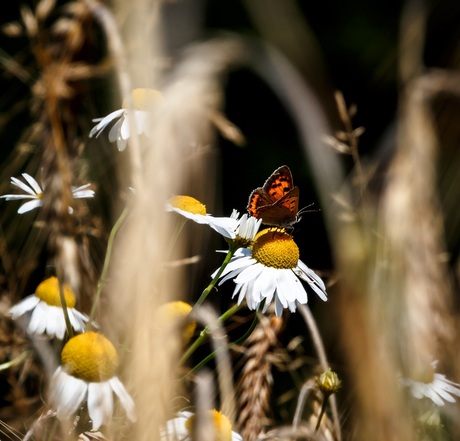 Vlinder op Kleine Kamille