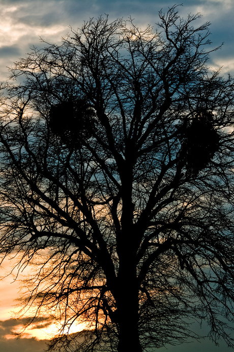 Zonsondergang in limburg