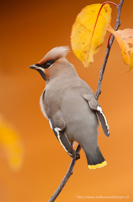 Pestvogel