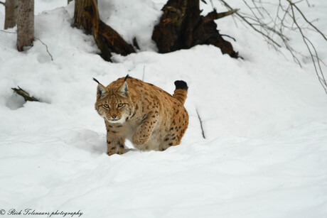 Lynx in het Beierse woud