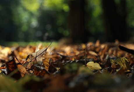 Zachtjes Herfst