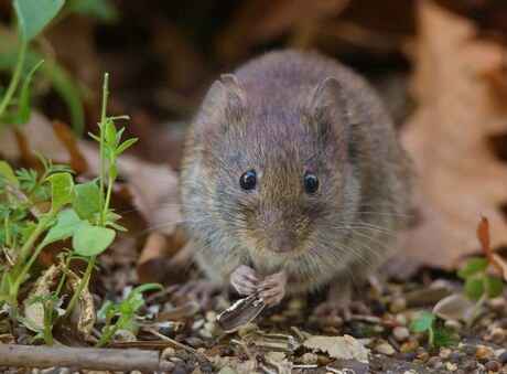 Rosse woelmuis