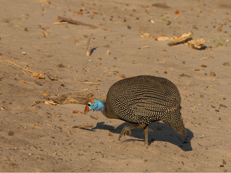 Helmeted Guineafowl Botswana