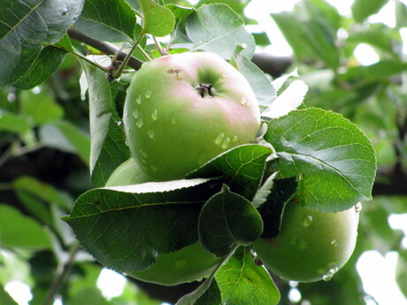 Laaghangend fruit