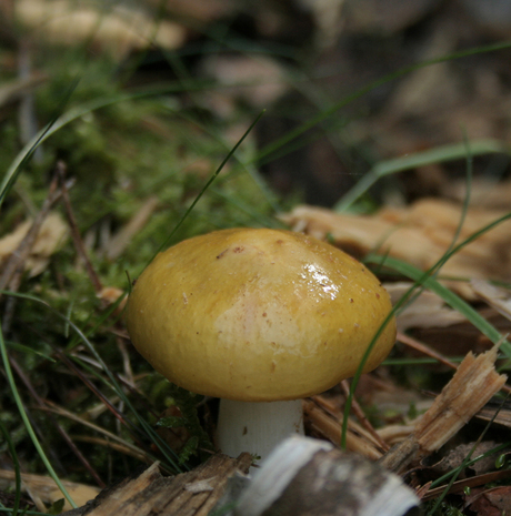 paddenstoel 3