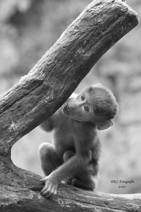 Baby baviaan in zwart-wit