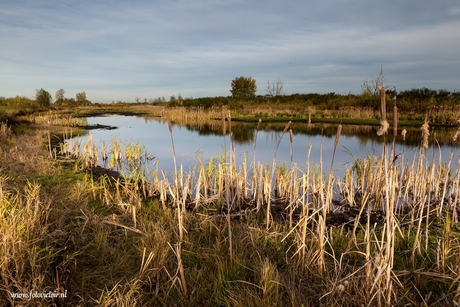 Bargerveen