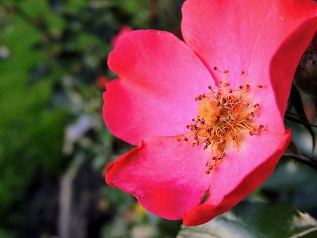 Pretty Pink Flower