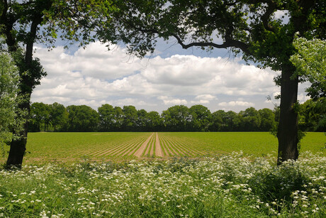 Landschap rivierenland