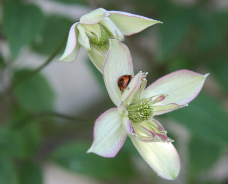 Clematis met . . .