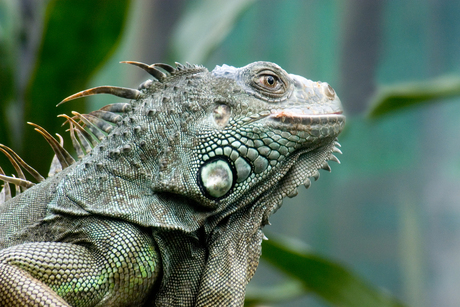 Iguana Iguana