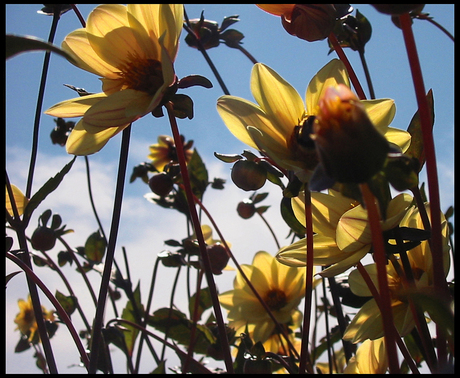 Bloemenzee