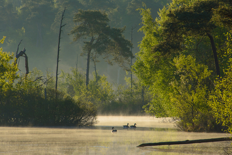 Ganzen in de mist