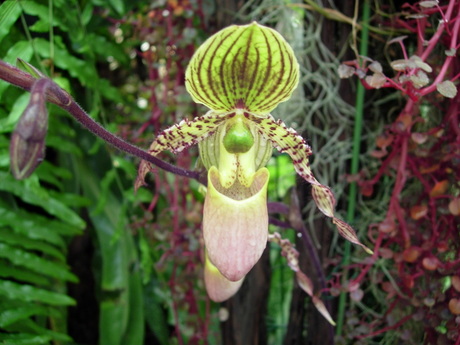 Orchidee 2