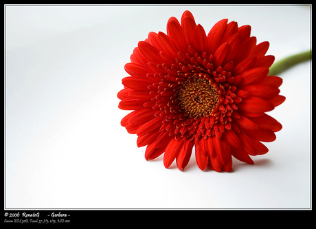 Gerbera