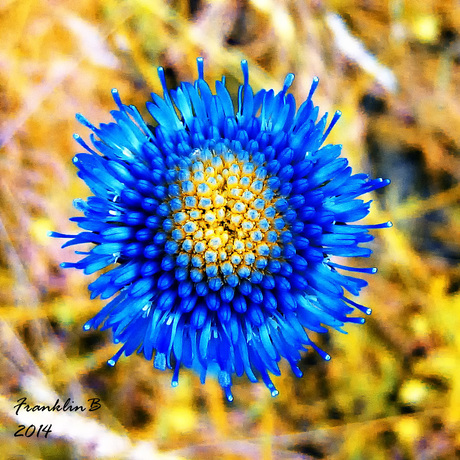 Blue flower