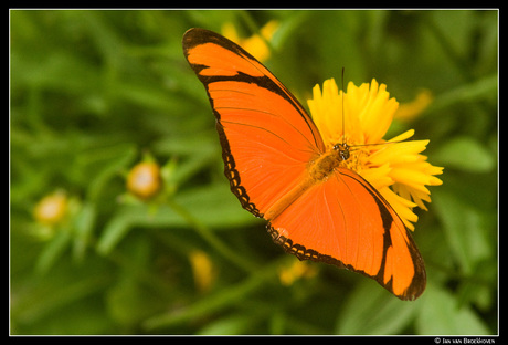 Oranje passiebloemvlinder