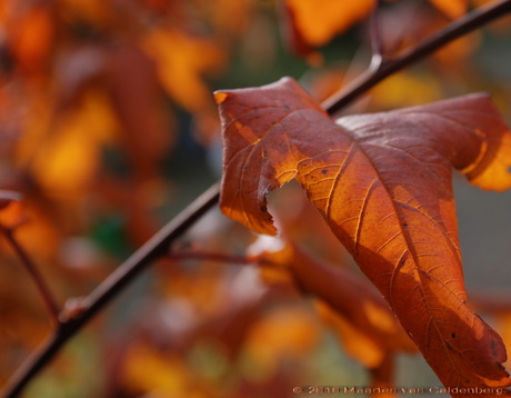 Herfstblad