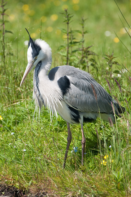 Reiger