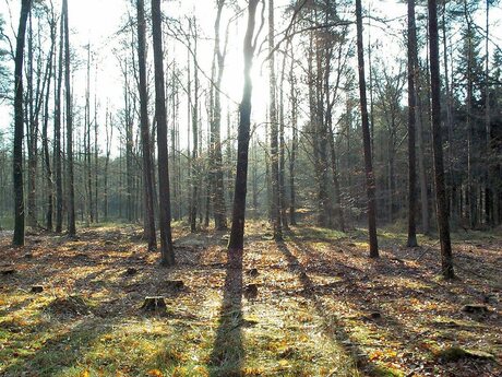 In het bos