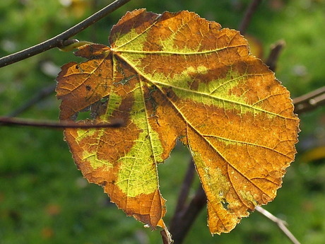 Afgestorven blad