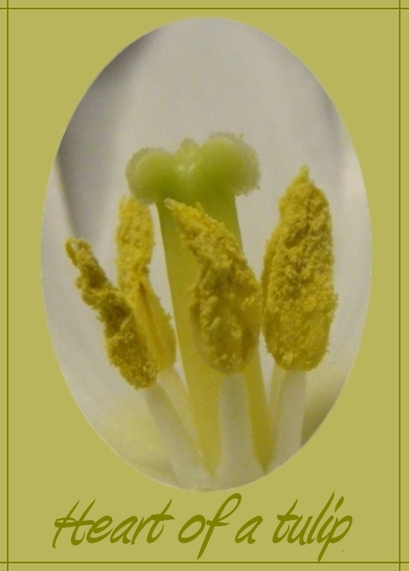 heart of a tulip
