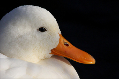 white duck