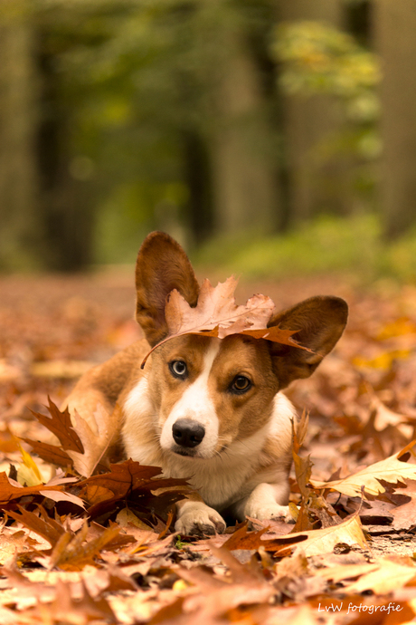 Camouflage hond