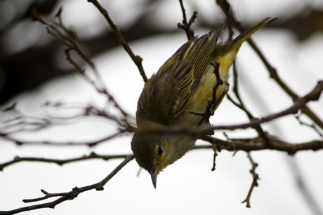 Galapagos vogel