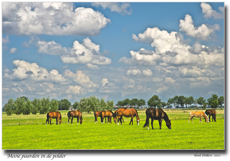 Paarden in de polder