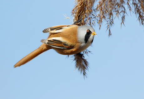 Baardmannetje - Panurus biarmicus