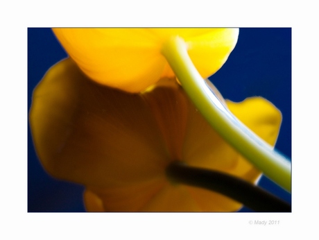 Tulp creatie(f) 6