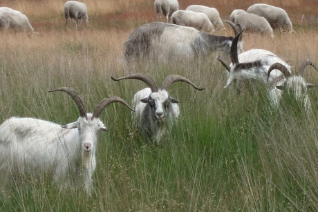 schapen in Noord-Limburg