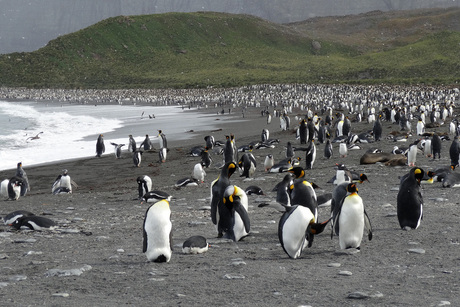 heel veel pinguins