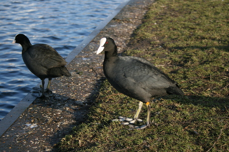 meerkoet