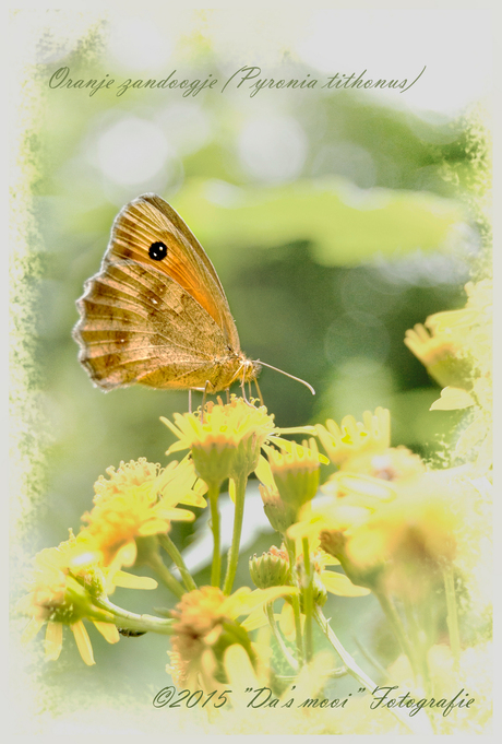 oranje zandoogje (Pyronia tithonus)