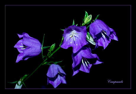 Campanula