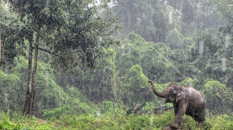 Elephant in the Rain