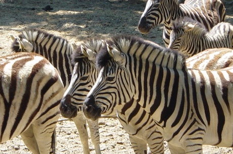 Zebra's