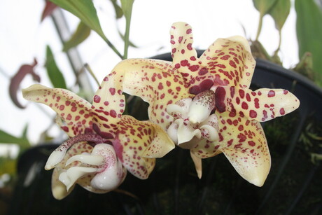 Prachtige orchidee