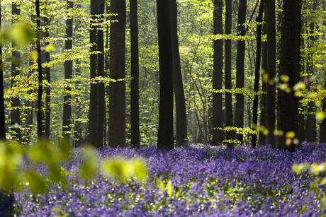 Hallerbos