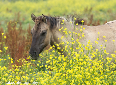 yellow oostvaardersplassen