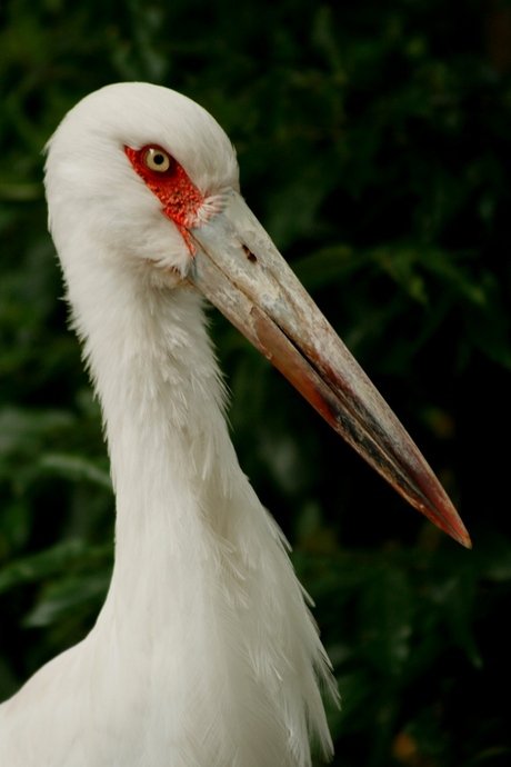 grote jongen