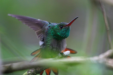 Kolibri Costa Rica